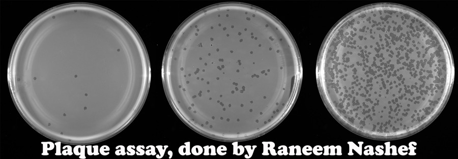 Plaque assay