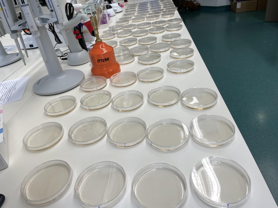 SwimmingPlates