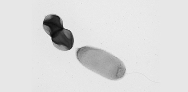 bacteria-bacteria_interactions