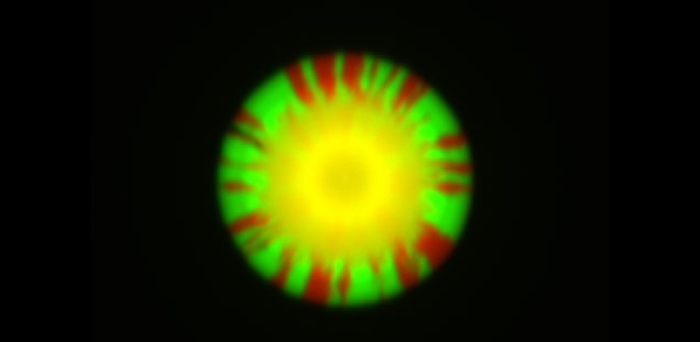 Bacteria - Host interactions