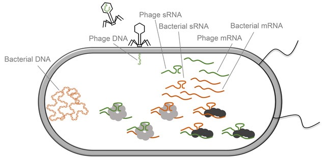 Bacteria – Phage interactions